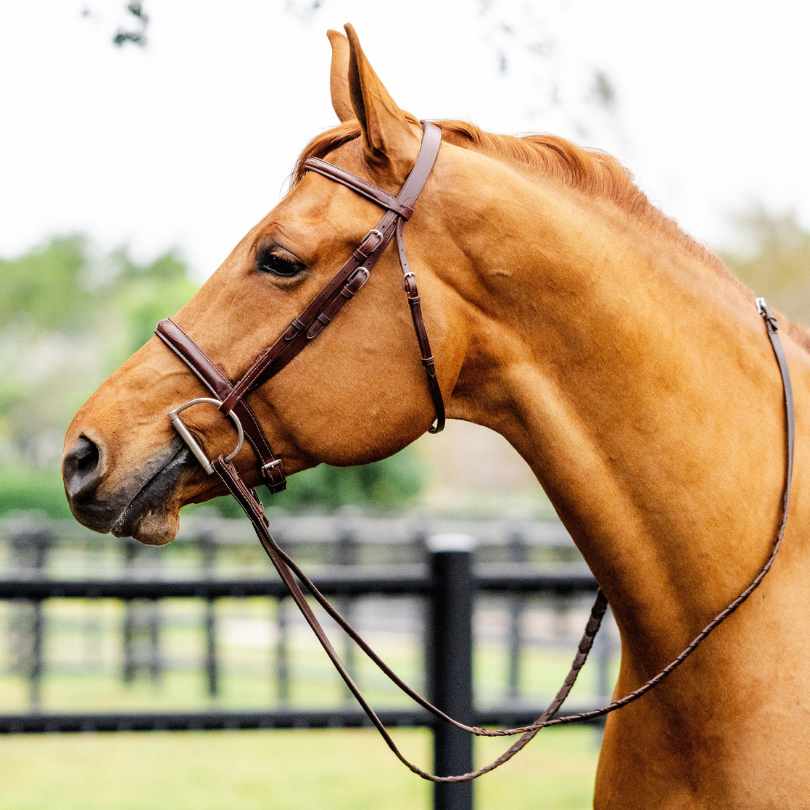 TackHack Hunter Bridle with Laced Reins