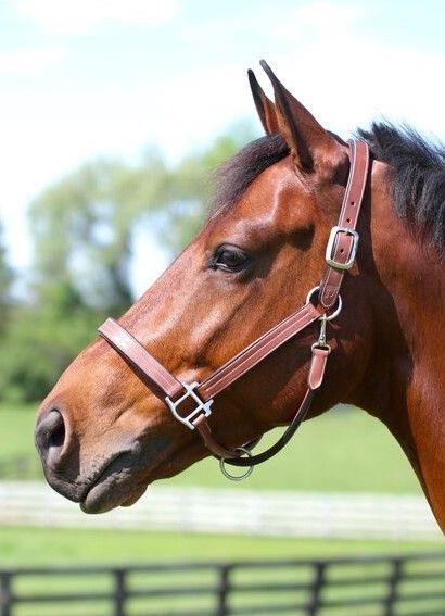 Arc De Triomphe Premium Halter