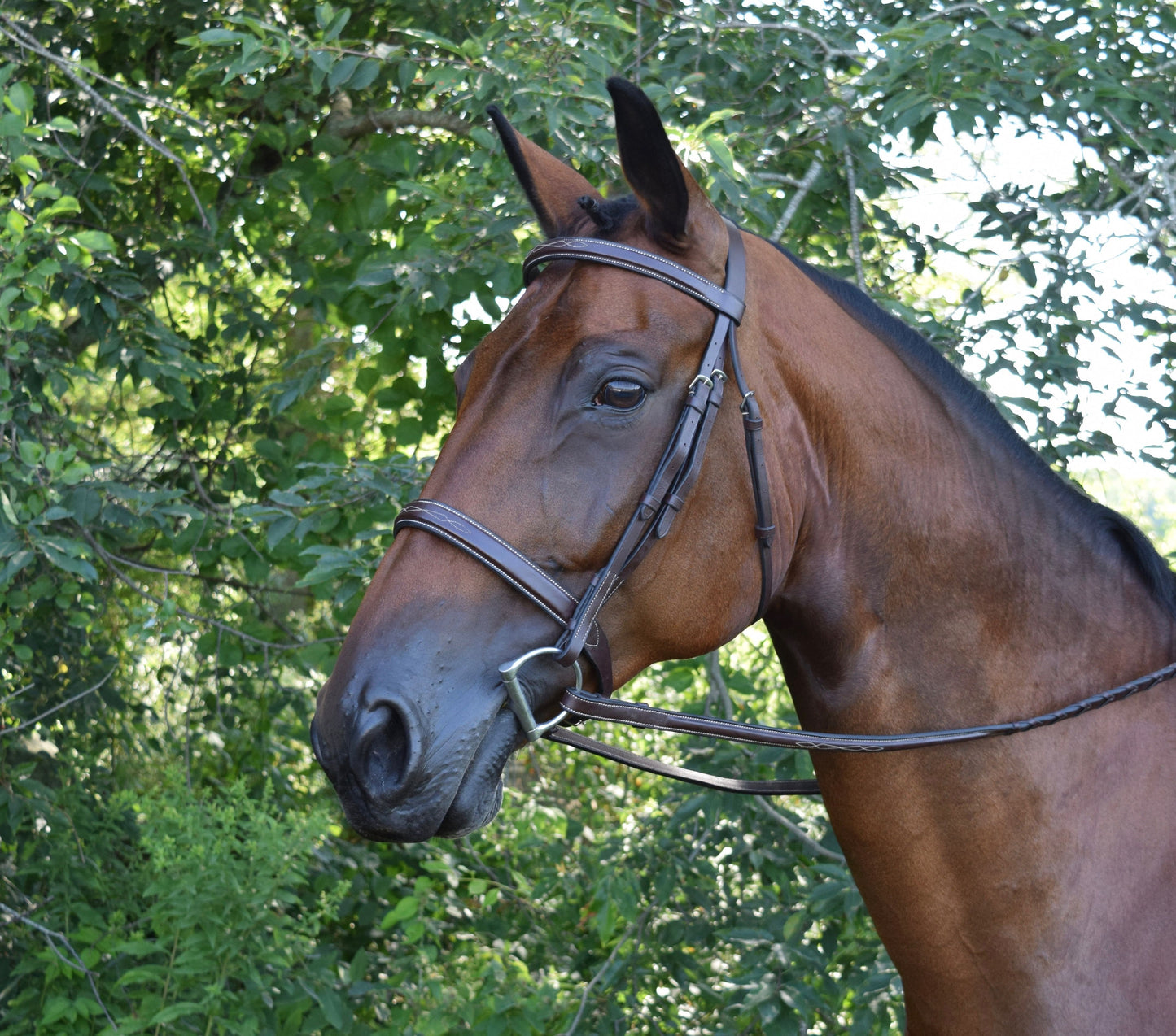 Black Oak Spruce Hunter Bridle
