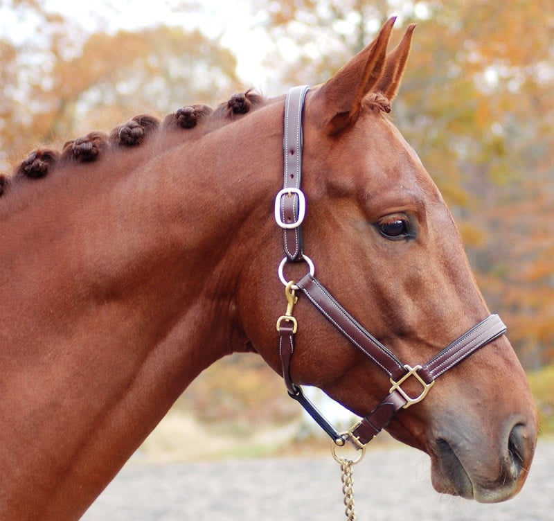 Red Barn Lainie Halter