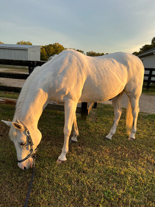 HALT Before You Make That Halter Choice