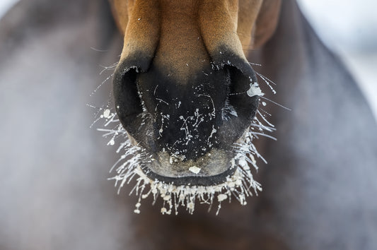 Caring for Our Horses in February's Virginia Weather