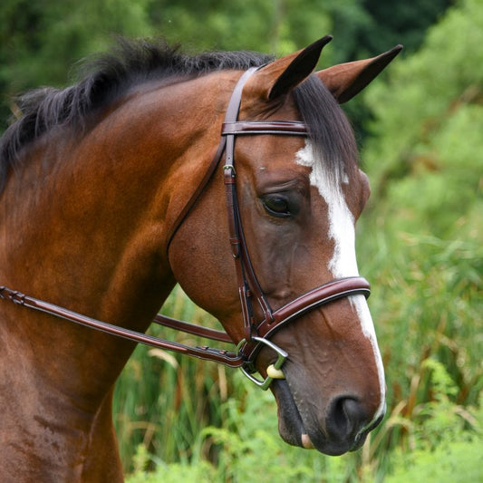 KL Italia Del Mar Bridle